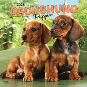 Dachshund Puppies | 2025 12 x 24 Inch Monthly Square Wall Calendar | Plastic-Free | BrownTrout | Animals Dog Breeds Puppy