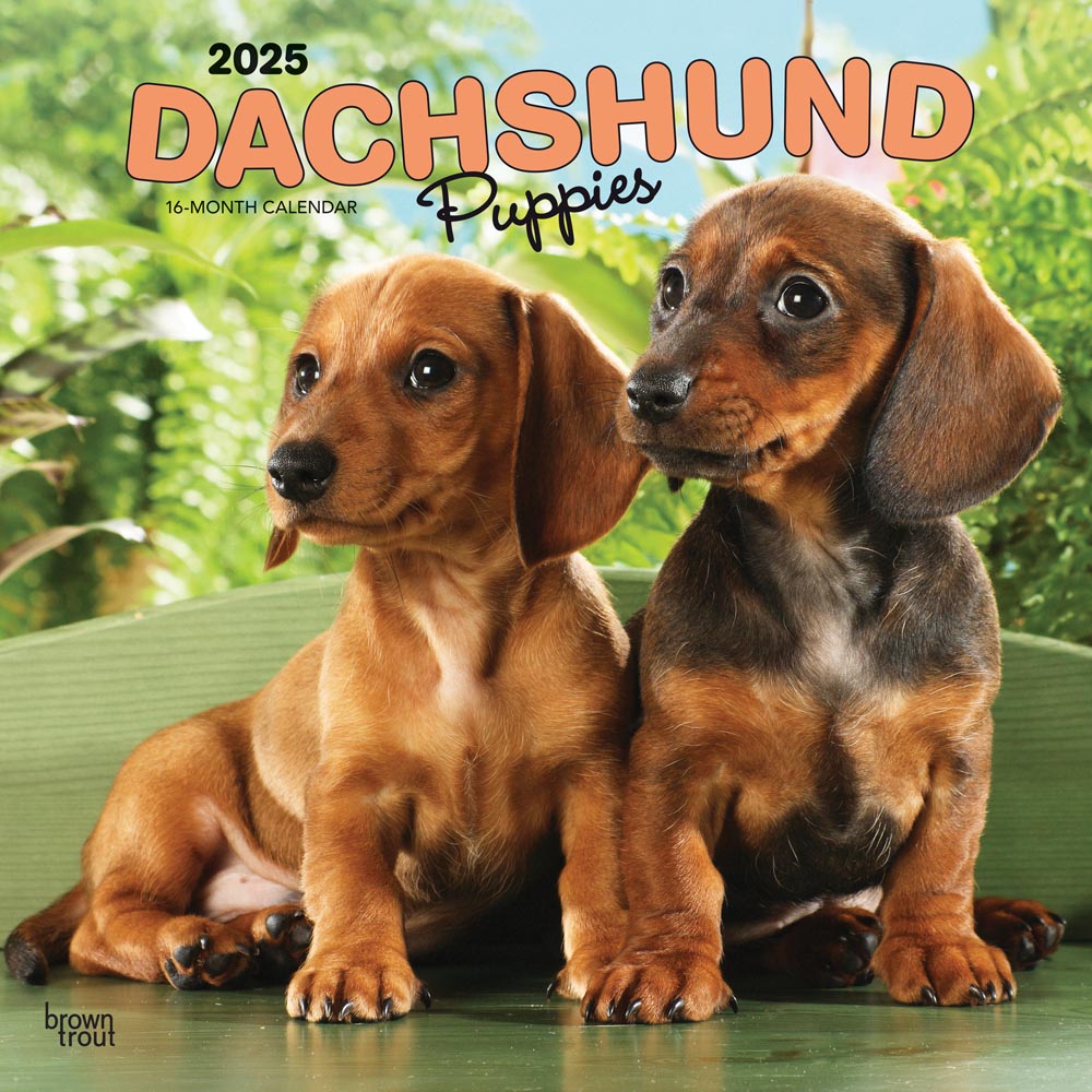 Dachshund Puppies | 2025 12 x 24 Inch Monthly Square Wall Calendar | Plastic-Free | BrownTrout | Animals Dog Breeds Puppy