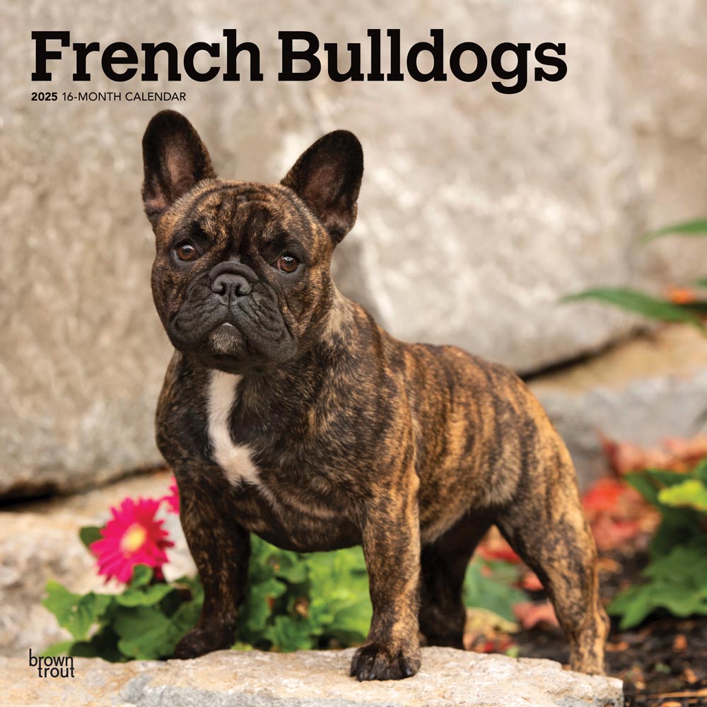French Bulldogs | 2025 12 x 24 Inch Monthly Square Wall Calendar | Plastic-Free | BrownTrout | Animals Dog Breeds