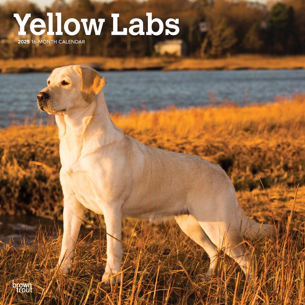 Yellow Labrador Retrievers | 2025 12 x 24 Inch Monthly Square Wall Calendar | Plastic-Free | BrownTrout | Animals Dog Breeds
