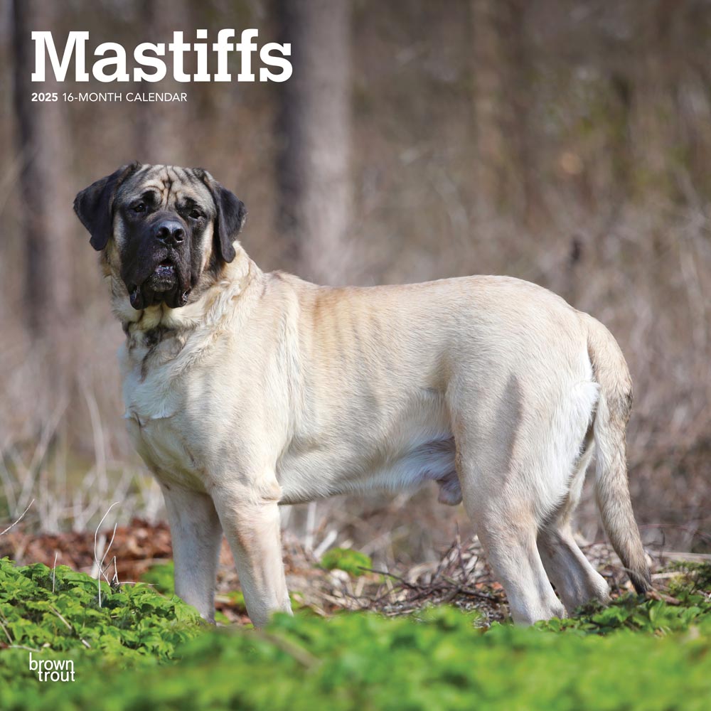 Mastiffs | 2025 12 x 24 Inch Monthly Square Wall Calendar | Plastic-Free | BrownTrout | Animals Dog Breeds