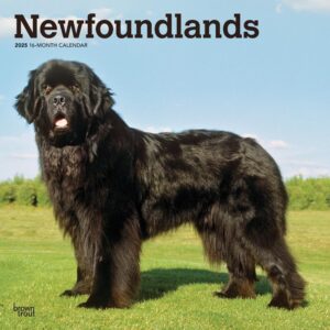 Newfoundlands | 2025 12 x 24 Inch Monthly Square Wall Calendar | Plastic-Free | BrownTrout | Animals Dog Breeds
