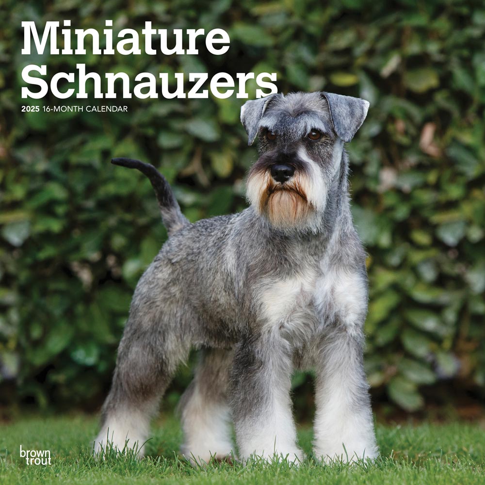 Miniature Schnauzers | 2025 12 x 24 Inch Monthly Square Wall Calendar | Plastic-Free | BrownTrout | Animals Small Dog Breeds