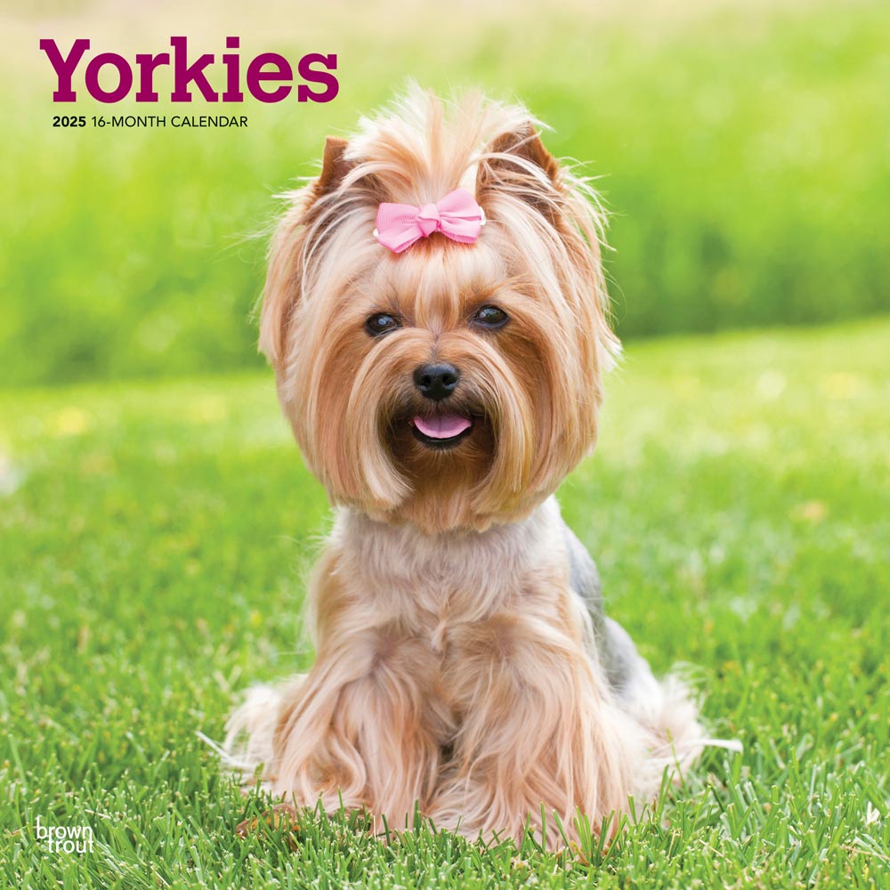 Yorkshire Terriers | 2025 12 x 24 Inch Monthly Square Wall Calendar | Plastic-Free | BrownTrout | Animals Small Dog Breeds Yorkies