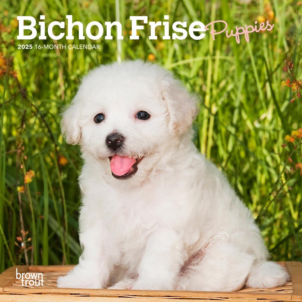 Bichon Frise Puppies | 2025 7 x 14 Inch Monthly Mini Wall Calendar | Plastic-Free | BrownTrout | Animals Dog Breeds Puppy