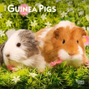 Guinea Pigs | 2025 7 x 14 Inch Monthly Mini Wall Calendar | Plastic-Free | BrownTrout | Domestic Animals Small Pets
