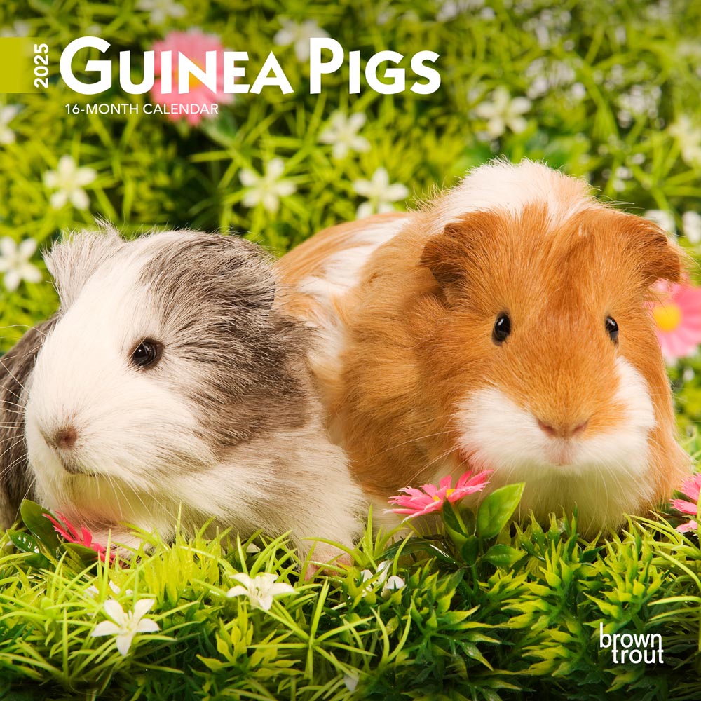Guinea Pigs | 2025 7 x 14 Inch Monthly Mini Wall Calendar | Plastic-Free | BrownTrout | Domestic Animals Small Pets
