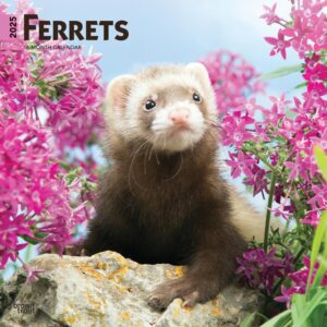 Ferrets | 2025 12 x 24 Inch Monthly Square Wall Calendar | Plastic-Free | BrownTrout | Animals Wildlife
