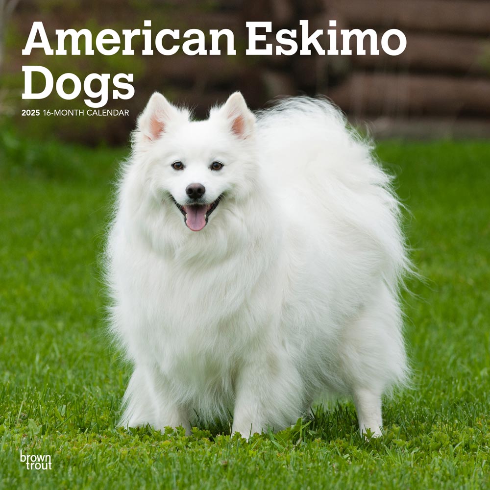 American Eskimo Dogs | 2025 12 x 24 Inch Monthly Square Wall Calendar | Plastic-Free | BrownTrout | Animals Dog Breeds