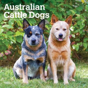 Australian Cattle Dogs | 2025 12 x 24 Inch Monthly Square Wall Calendar | Plastic-Free | BrownTrout | Animals Dog Breeds