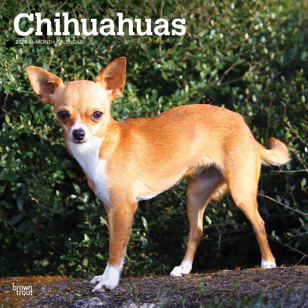 Chihuahuas | 2025 12 x 24 Inch Monthly Square Wall Calendar | Plastic-Free | BrownTrout | Animals Small Dog Breeds Puppies
