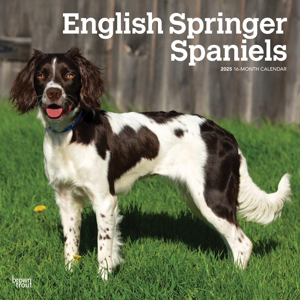 English Springer Spaniels | 2025 12 x 24 Inch Monthly Square Wall Calendar | Plastic-Free | BrownTrout | Animals Dog Breeds