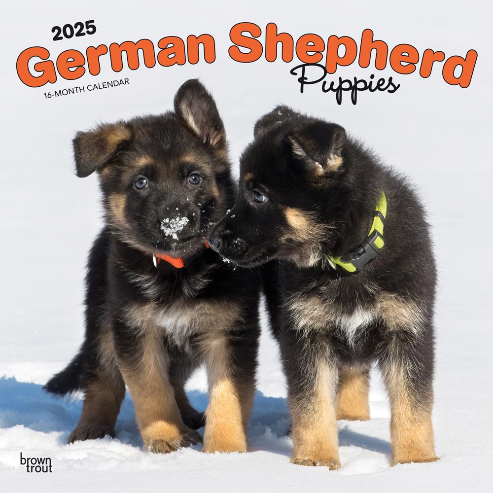 German Shepherd Puppies | 2025 12 x 24 Inch Monthly Square Wall Calendar | Plastic-Free | BrownTrout | Animals Dog Breeds Puppy