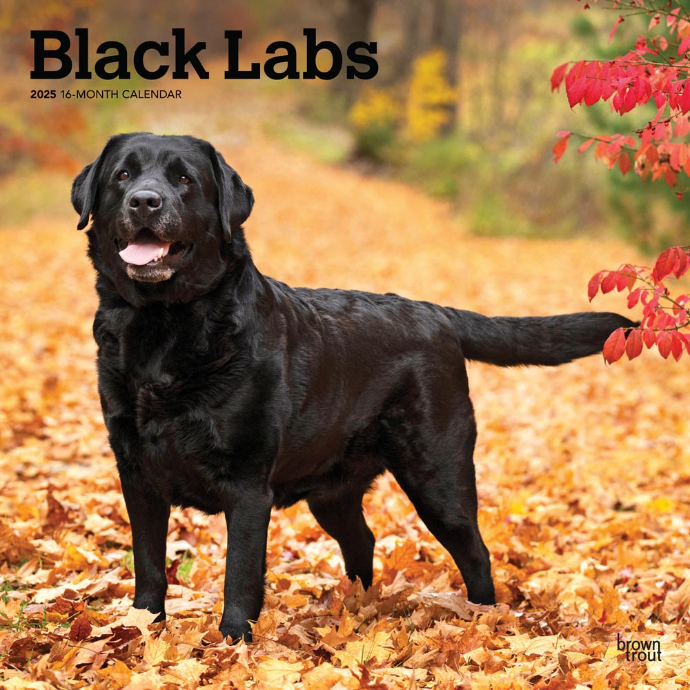 Black Labrador Retrievers | 2025 12 x 24 Inch Monthly Square Wall Calendar | Plastic-Free | BrownTrout | Animals Dog Breeds