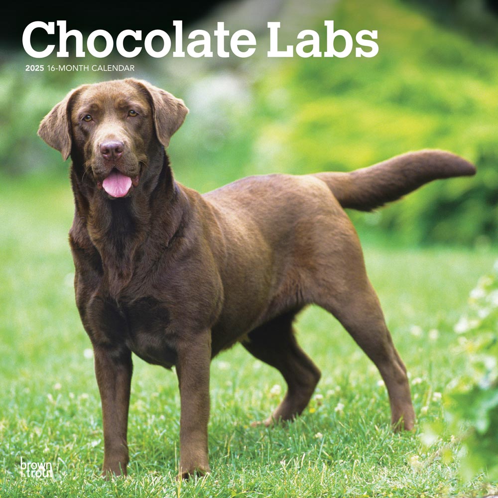 Chocolate Labrador Retrievers | 2025 12 x 24 Inch Monthly Square Wall Calendar | Plastic-Free | BrownTrout | Animals Dog Breeds