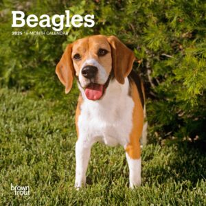 Beagles | 2025 7 x 14 Inch Monthly Mini Wall Calendar | Plastic-Free | BrownTrout | Animals Dog Breeds
