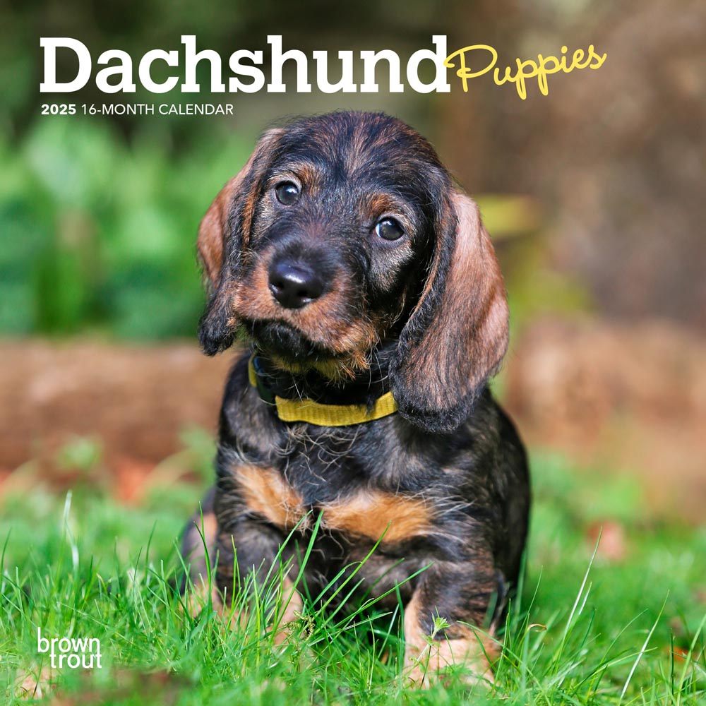 Dachshund Puppies | 2025 7 x 14 Inch Monthly Mini Wall Calendar | Plastic-Free | BrownTrout | Animals Dog Breeds Puppy