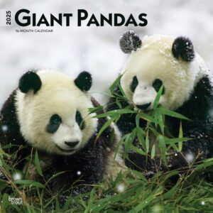Giant Pandas | 2025 12 x 24 Inch Monthly Square Wall Calendar | Plastic-Free | BrownTrout | Wildlife Zoo Animals Bears