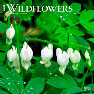 Wildflowers | 2025 12 x 24 Inch Monthly Square Wall Calendar | Plastic-Free | BrownTrout | Flower Outdoor Plant