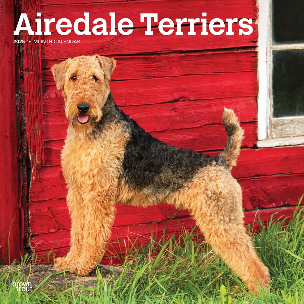 Airedale Terriers | 2025 12 x 24 Inch Monthly Square Wall Calendar | Plastic-Free | BrownTrout | Animal Dog Breeds