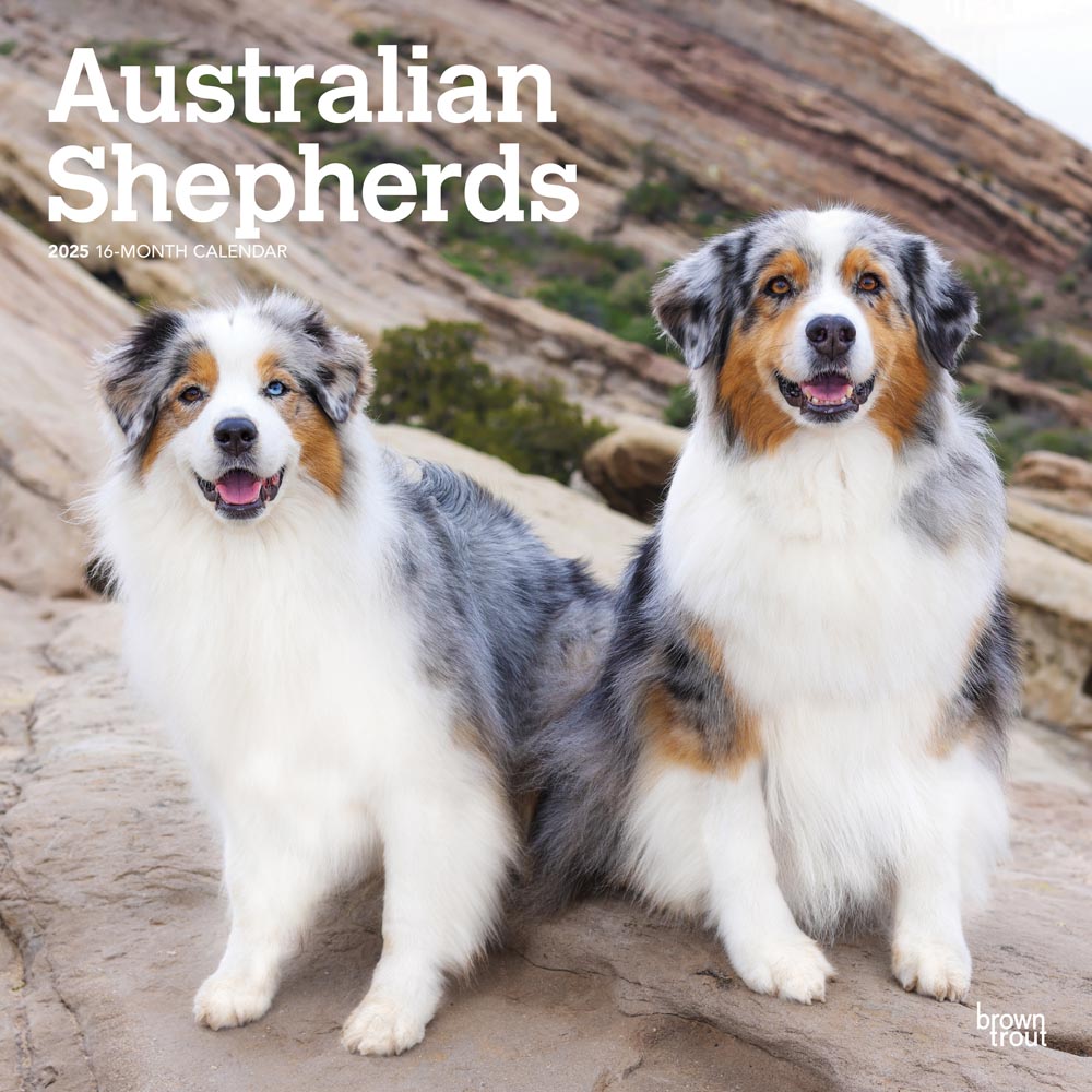 Australian Shepherds | 2025 12 x 24 Inch Monthly Square Wall Calendar | Plastic-Free | BrownTrout | Animals Dog Breeds