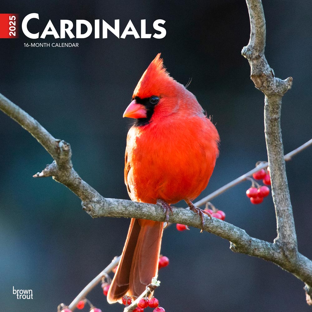 Cardinals | 2025 12 x 24 Inch Monthly Square Wall Calendar | Plastic-Free | BrownTrout | Animals Wildlife Red Birds