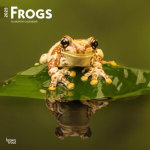 Frogs | 2025 12 x 24 Inch Monthly Square Wall Calendar | Plastic-Free | BrownTrout | Wildlife Animals