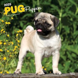Pug Puppies | 2025 12 x 24 Inch Monthly Square Wall Calendar | Plastic-Free | BrownTrout | Animals Dog Breeds Puppy