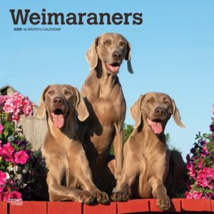 Weimaraners | 2025 12 x 24 Inch Monthly Square Wall Calendar | Plastic-Free | BrownTrout | Animals Dog Breeds