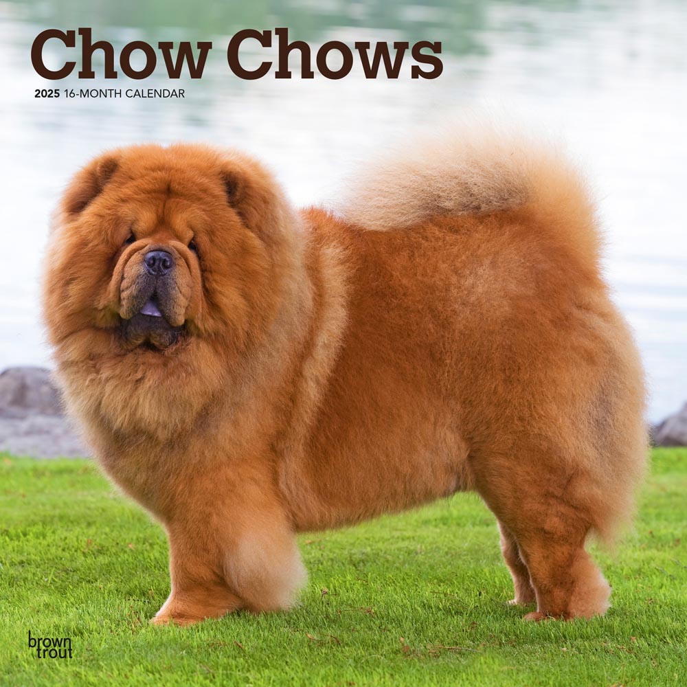 Chow Chows | 2025 12 x 24 Inch Monthly Square Wall Calendar | Plastic-Free | BrownTrout | Animals Dog Breeds