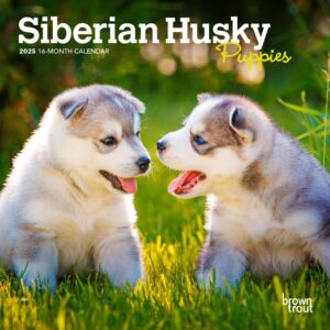 Siberian Husky Puppies | 2025 7 x 14 Inch Monthly Mini Wall Calendar | Plastic-Free | BrownTrout | Animal Dog Breeds Huskies