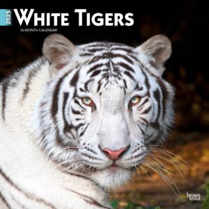 White Tigers | 2025 12 x 24 Inch Monthly Square Wall Calendar | Plastic-Free | BrownTrout | Wildlife Zoo Animals