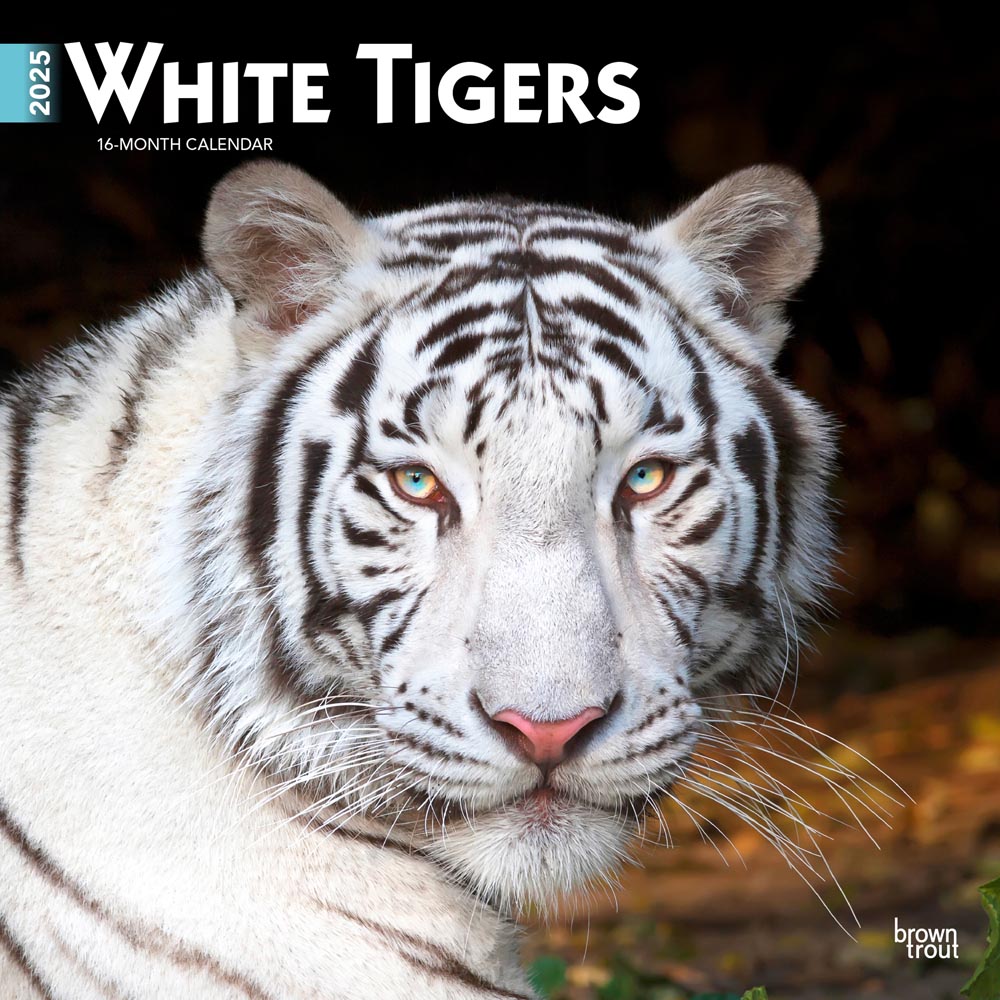 White Tigers | 2025 12 x 24 Inch Monthly Square Wall Calendar | Plastic-Free | BrownTrout | Wildlife Zoo Animals