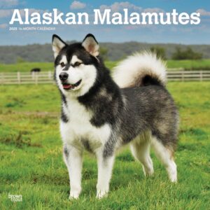 Alaskan Malamutes | 2025 12 x 24 Inch Monthly Square Wall Calendar | Plastic-Free | BrownTrout | Animals Dog Breeds