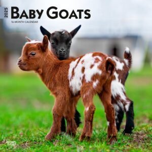 Baby Goats | 2025 12 x 24 Inch Monthly Square Wall Calendar | Plastic-Free | BrownTrout | Domestic Animals