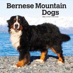 Bernese Mountain Dogs | 2025 12 x 24 Inch Monthly Square Wall Calendar | Plastic-Free | BrownTrout | Animals Breeds