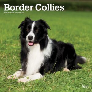 Border Collies | 2025 12 x 24 Inch Monthly Square Wall Calendar | Plastic-Free | BrownTrout | Animals Dog Breeds