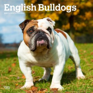 English Bulldogs | 2025 12 x 24 Inch Monthly Square Wall Calendar | Plastic-Free | BrownTrout | Animals Dog Breeds