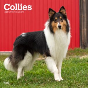 Collies | 2025 12 x 24 Inch Monthly Square Wall Calendar | Plastic-Free | BrownTrout | Animals Dog Breeds