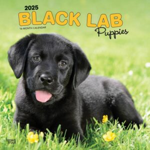 Black Labrador Retriever Puppies | 2025 12 x 24 Inch Monthly Square Wall Calendar | Plastic-Free | BrownTrout | Animals Dog Breeds Puppy