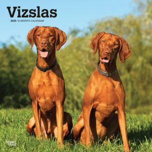 Vizslas | 2025 12 x 24 Inch Monthly Square Wall Calendar | Plastic-Free | BrownTrout | Animals Dog Breeds