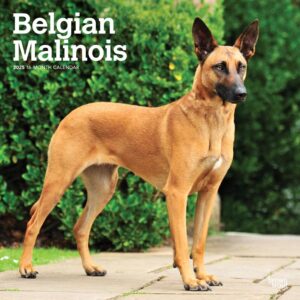 Belgian Malinois | 2025 12 x 24 Inch Monthly Square Wall Calendar | Plastic-Free | BrownTrout | Animals Dog Breeds