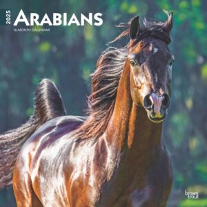 Arabians | 2025 12 x 24 Inch Monthly Square Wall Calendar | BrownTrout | Animals Horses