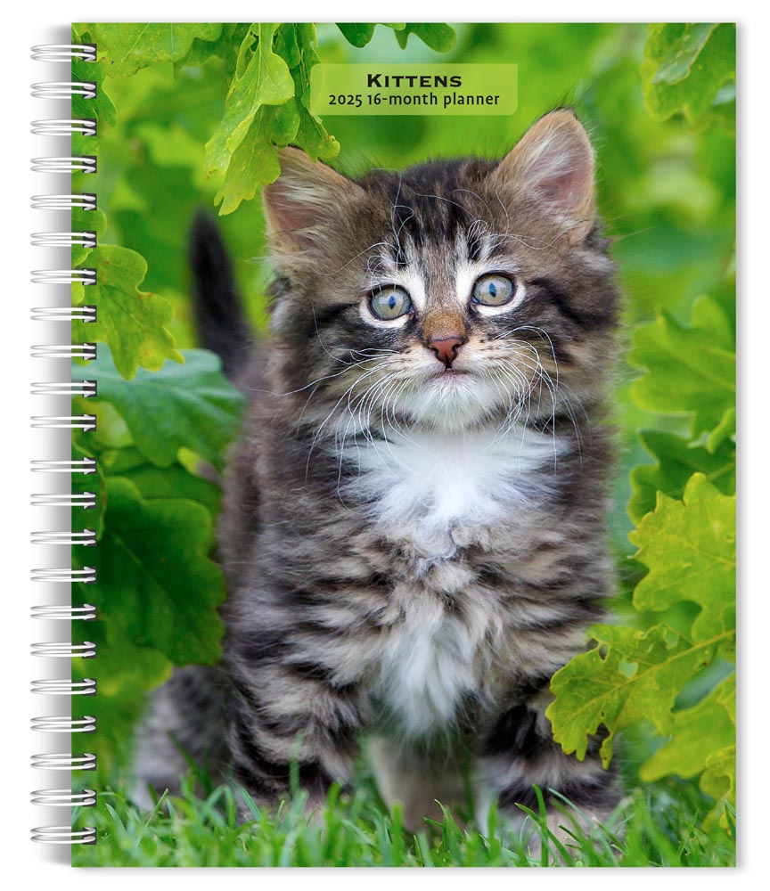 Kittens | 2025 6 x 7.75 Inch Spiral-Bound Wire-O Weekly Engagement Planner Calendar | New Full-Color Image Every Week | BrownTrout | Animals Cats Pets