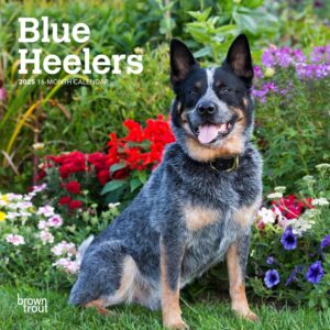 Blue Heelers | 2025 7 x 14 Inch Monthly Mini Wall Calendar | BrownTrout | Animals Dog Breeds