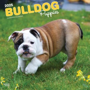 Bulldog Puppies | 2025 12 x 24 Inch Monthly Square Wall Calendar | Plastic-Free | BrownTrout | Animals Dog Breeds