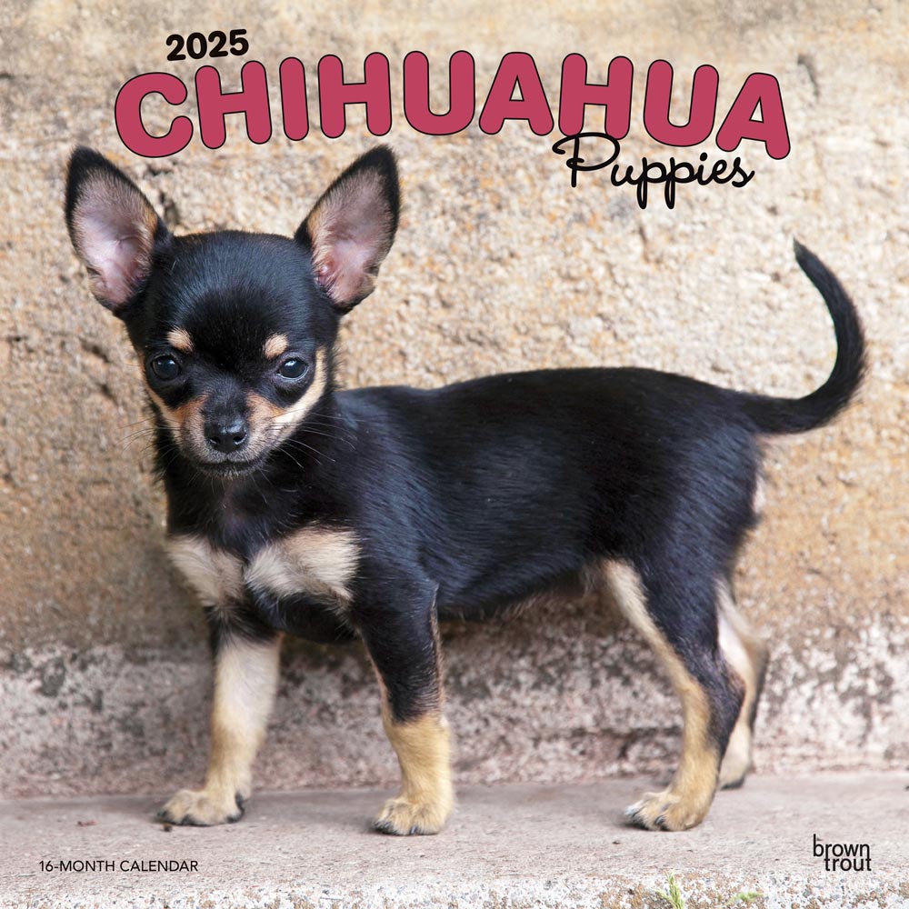 Chihuahua Puppies | 2025 12 x 24 Inch Monthly Square Wall Calendar | Plastic-Free | BrownTrout | Animals Small Dog Breeds