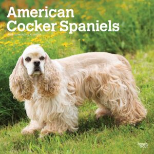 American Cocker Spaniels | 2025 12 x 24 Inch Monthly Square Wall Calendar | Plastic-Free | BrownTrout | Animals Dog Breeds