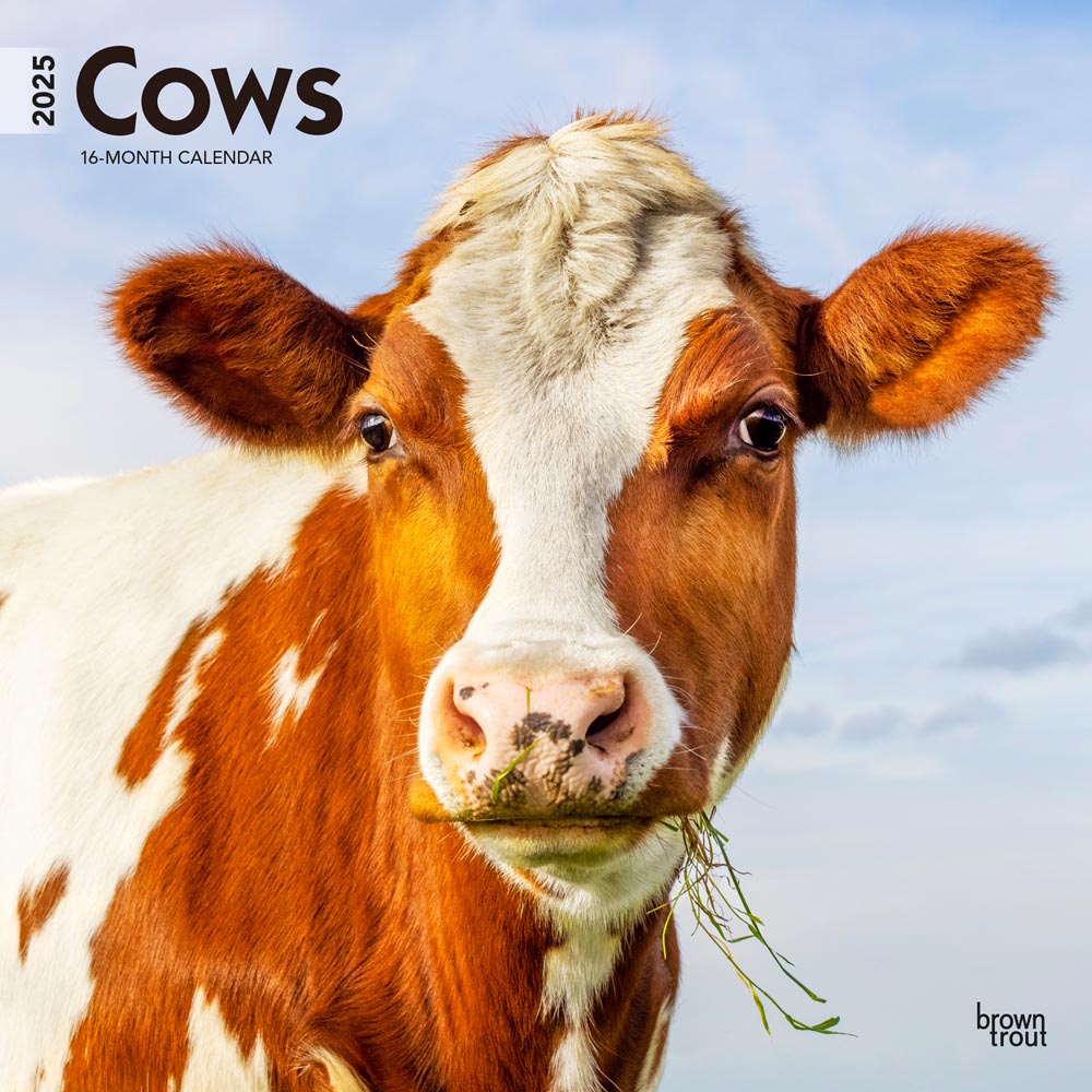 Cows | 2025 12 x 24 Inch Monthly Square Wall Calendar | Plastic-Free | BrownTrout | Domestic Farm Animals