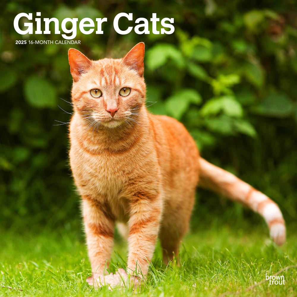 Ginger Cats | 2025 12 x 24 Inch Monthly Square Wall Calendar | Plastic-Free | BrownTrout | Animals Kittens Feline Pets